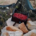 Rubavano ciliegie nella campagna di Trani, recuperato il bottino dalle Guardie Campestri