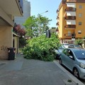 Maltempo, le forti raffiche di vento sradicano un albero in via Gramsci