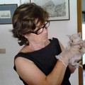 Salvate il collarino rosso! L'appello urgente di Irene Carbonara per fondi e un locale per la degenza dei gatti randagi