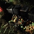Ladri di albicocche fermati dalle Guardie Rurali in contrada Ficaio
