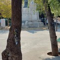 Lecci di piazza della Repubblica, Merra: «Chi risarcirà il danno arrecato alla nostra città per la morte di alberi secolari?»