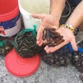 La Guardia Costiera di Trani sequestra oltre 4 chili di datteri di mare