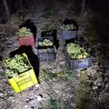 Le Guardie campestri sventano ripetuti furti d'uva: la gratitudine dei produttori