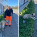 Ritrovato cane meticcio proveniente da Trani: rischiava di essere travolto sulla ex sp231