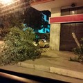 Raffiche di burrasca, molti danni: spezzato in due il tronco di un albero in Piazza Martiri di via Fani