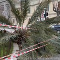 Verde pubblico, Ferri: «Chiedo una task force per monitorare la situazione delle palme»