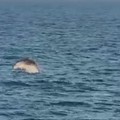 La danza dei delfini nel mare di Trani tra lo stupore di grandi e bambini. VIDEO