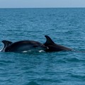 Trani, la gara delle barche a vela e quei delfini sulla linea di partenza