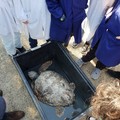 Gli studenti della Beltrani liberano due tartarughe in mare