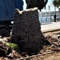 Che bella notizia! Al via l'abbattimento dei tronchi delle palme, un nuovo verde in vista per Trani