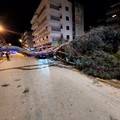 "Salvo per un soffio! ": cade un enorme pino su via Malcangi, un giovane riesce a schivarlo