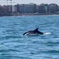 La danza dei delfini a Trani: in due nuotavano accanto a una barca a vela
