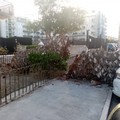 Grossa palma si spezza e cade in viale Europa, danni scampati per poco