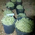 Sventato nuovo furto d'uva in Contrada Sant'Angelo
