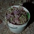 Ancora un furto d'uva sventato dalle Guardie Rurali