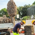 Verde pubblico, iniziata la rimozione di 33 tronchi di palme