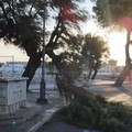 Vento forte: grosso ramo di una tamerice si spezza e cade sulla pista ciclabile