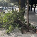 Forti raffiche di vento, grosso ramo si stacca da un albero in piazza della Repubblica