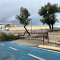 ll vento sferza la costa di Trani, a terra grosso ramo di tamerice