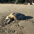Carcassa di tartaruga spiaggiata alle Matinelle: forse uccisa da un grosso amo