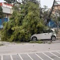 Tragedie sfiorate: due pini sradicati e caduti in strada su via Falcone e Via Borsellino