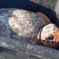 Per la  "Earth hour " del Wwf a Trani liberazione in notturna delle tartarughe marine