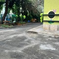 Caduta ramo di pino alla scuola Collodi, la dirigente: «Nessun rischio»