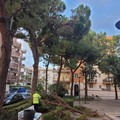 Grosso ramo di un pino cade tra le panchine in Piazza Dante: tanto spavento ma nessun ferito