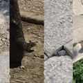 Trani, tra blatte, topi e strade disastrate:  "Lo scaricabarile del Sindaco all'Acquedotto non rispetta i cittadini "