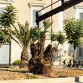 Verde pubblico, si continua con la piantumazione delle palme: oggi sette in piazza Plebiscito