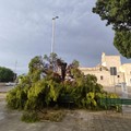 Maltempo a Trani, grosso ramo di pino cade sul piazzale del Monastero di Colonna