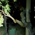 Guardie campestri: "salvati " da un nuovo furto quattro quintali di uva Vittoria