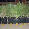 Adibisce la sua abitazione a serra per la produzione di marijuana, arrestato tranese dalla Polizia di Stato