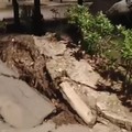 Grosso pino cade in Villa a Trani, le radici sfondano l'asfalto: nessun ferito, tanto spavento