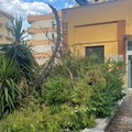 Maltempo, crolla grosso albero nell'ex ospedaletto di Trani: nessun danno e ferito
