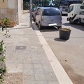 Trani, sempre meno verde: abbattuti due vecchi platani in via Elena Comneno