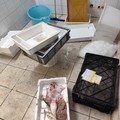 Controlli della Polizia di Stato, sanzionate diverse attività di Trani per violazioni amministrative