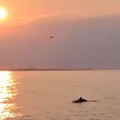 Il tramonto d'oro sulle rive di Trani tra delfini, gabbiani e sublime bellezza