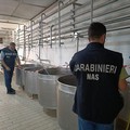 Blitz dei Nas, sequestrati due caseifici abusivi della Bat contaminati da Listeria