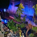 Albero inclinato dal vento in Corso Imbriani, intervento d’urgenza dei Vigili del Fuoco nella notte