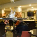 Gatti, amore e tanta tenerezza: aperto a Trani  il primo Cat Café in Puglia
