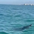 Uno squalo elefante lungo la costa di Trani:  "È sofferente, se avvistato sia subito segnalato "