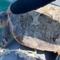 Mille tartarughe in tre anni: è record a Trani per i salvataggi del Wwf