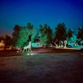 Notte di stelle e poesia al Parco Santa Geffa