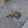 Palazzo di Città, una carcassa di gatto senza testa davanti all'ingresso