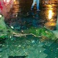 Precipita un grosso ramo in Piazza della Repubblica