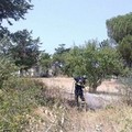 Incendio in un terreno tra via Corato e via Puccini