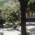 Cade un grosso ramo in piazza della Repubblica, nessun ferito