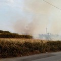 Via Andria, nel pomeriggio sterpaglie in fiamme
