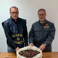 La Guardia di Finanza di Trani sequestra 16 kg di datteri di mare, denunciati due soggetti